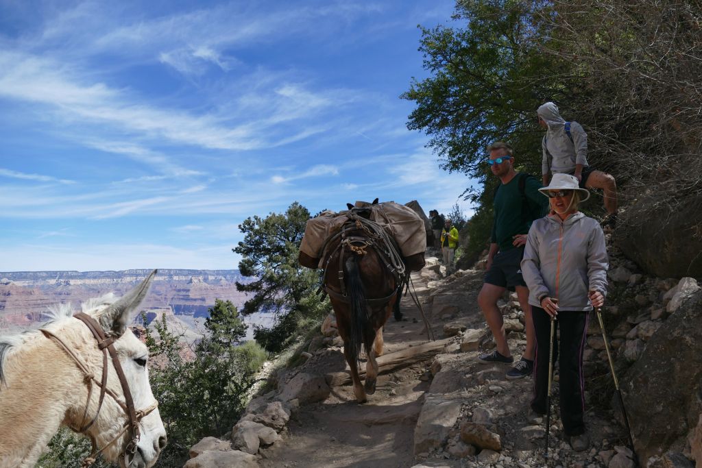 The mules always have right-of-way.