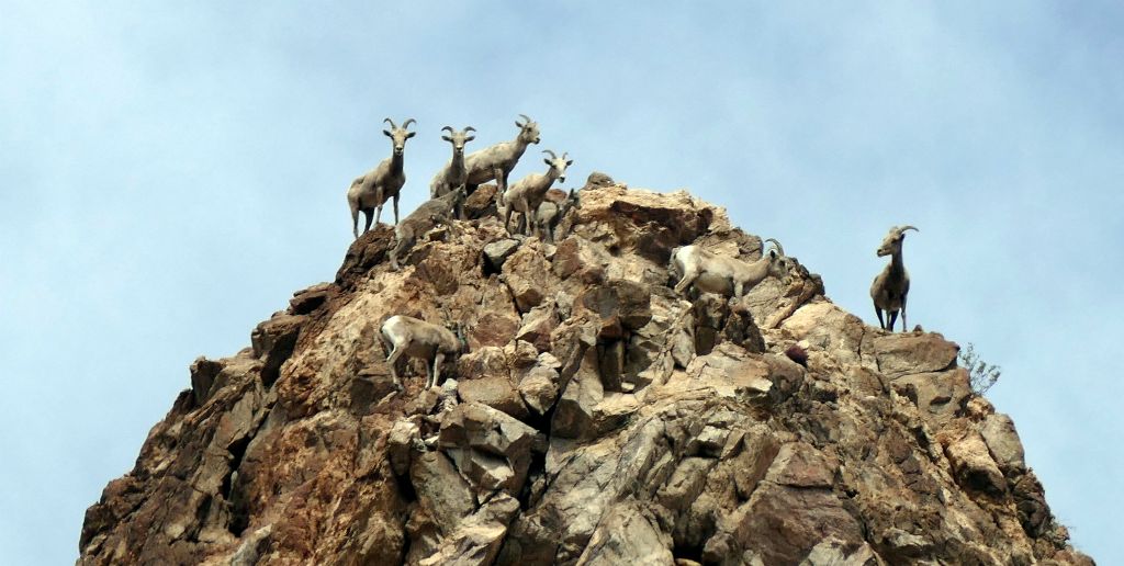 Big horn sheep on a peak