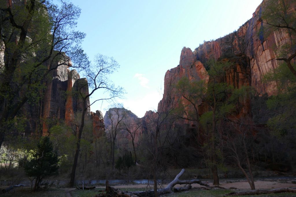 The Virgin river working its way through the canyon.