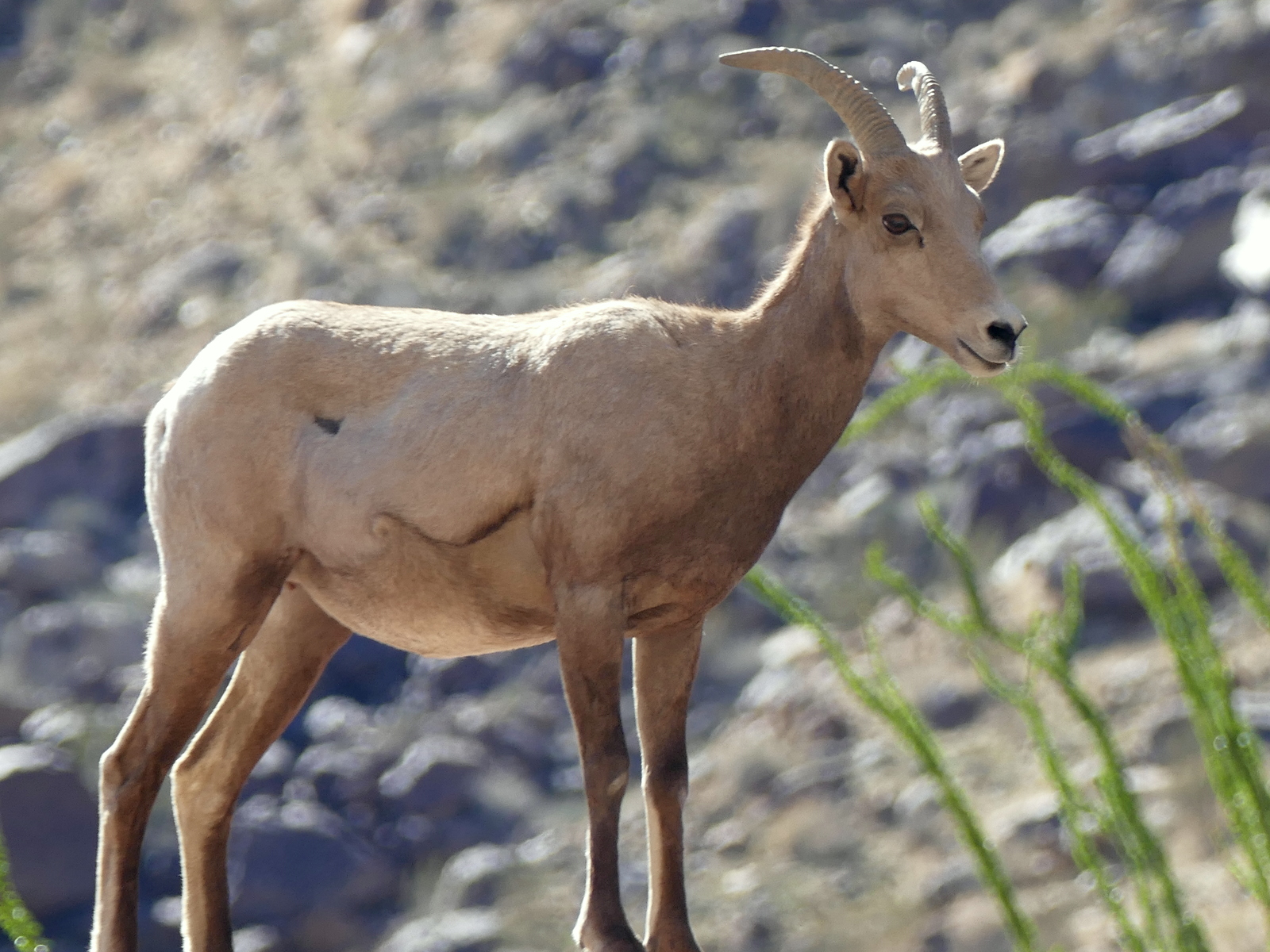 Two Big Horn sheep close to the start of the trail.