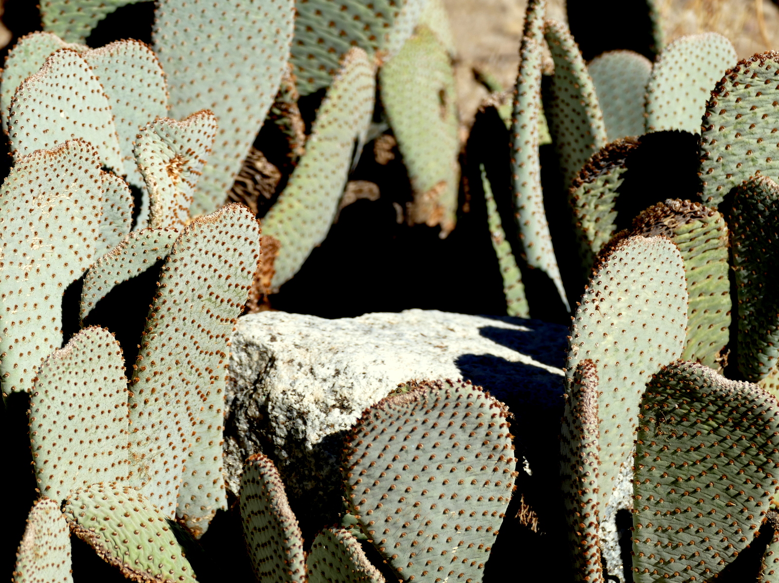 Sticky paddle cactus