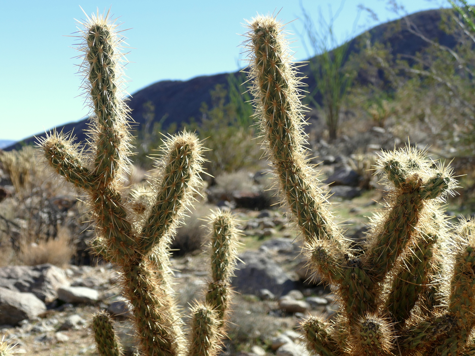 And the jumping Cholla