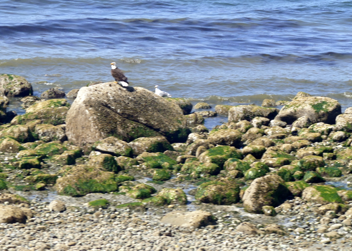 Eagles on the rocks heading to Vancouver