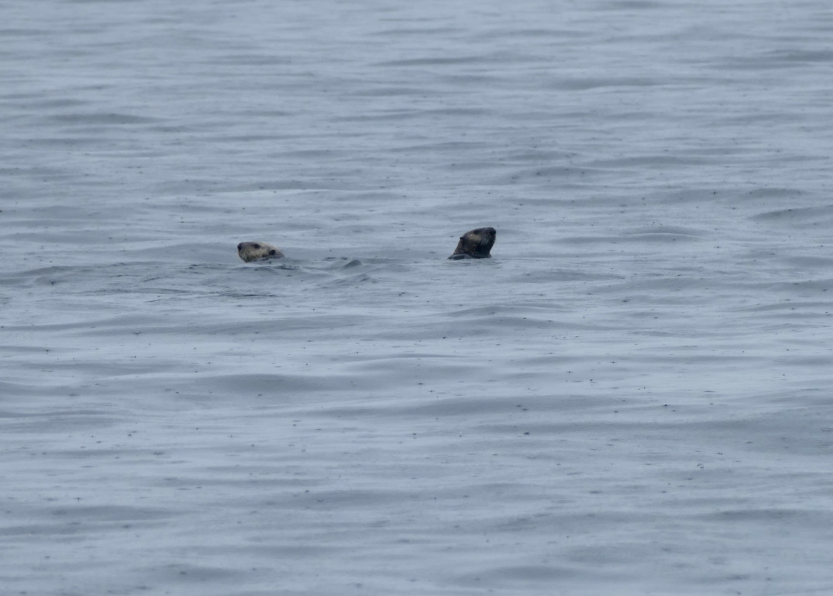 Sea Otters