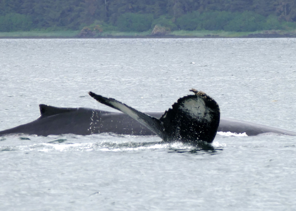 And we saw whales for about 2 hours