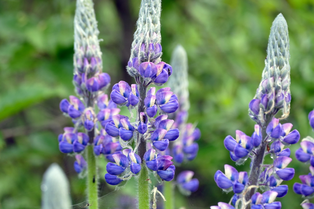 Wild Lupine on the way to...