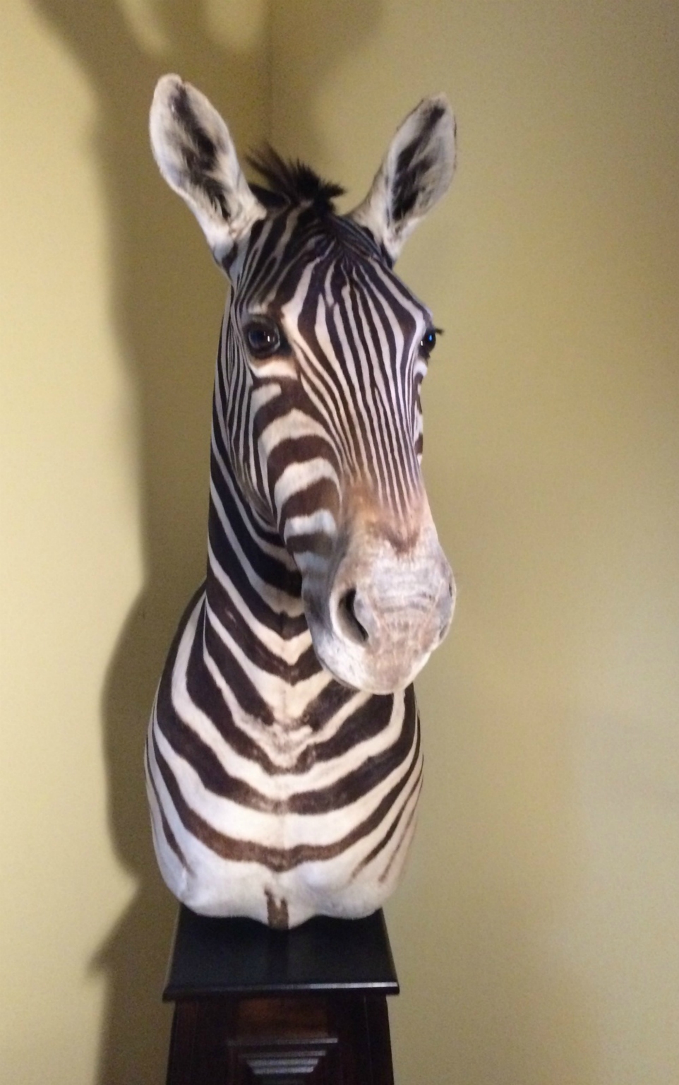 Zebra sighting - at our VRBO