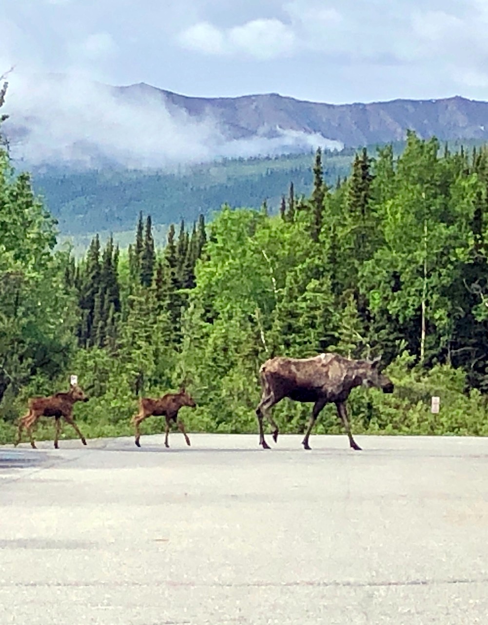 Mama moose and her calves leaving the visitors center.