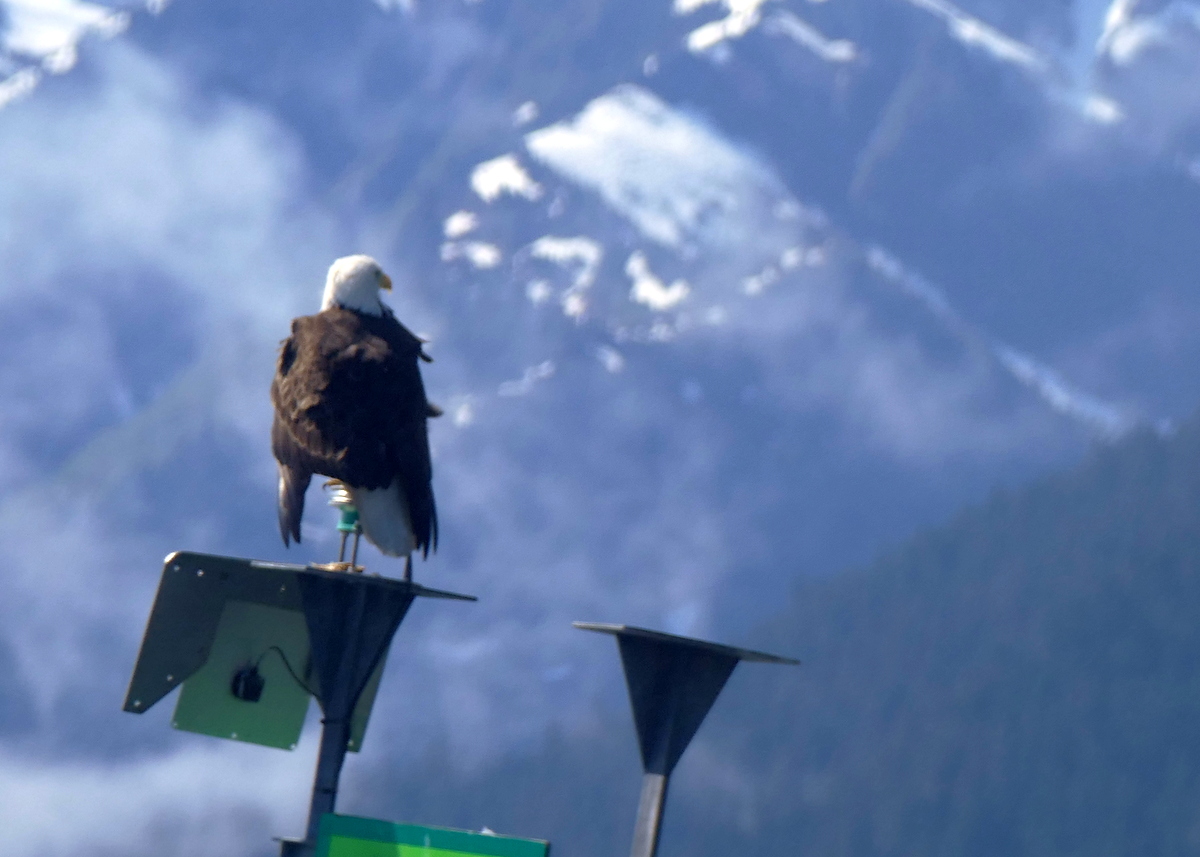 'Perched Eagle on Buoy'