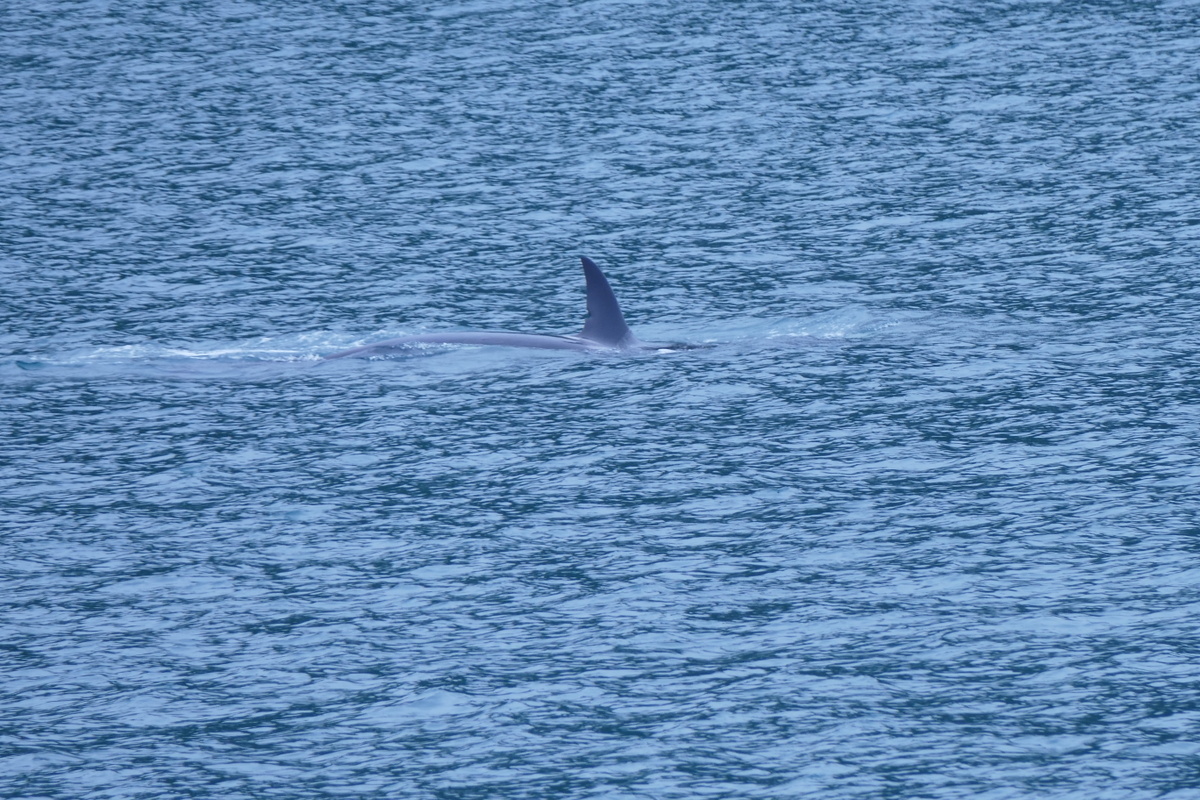 Lots of Orcas but hard to catch on camera