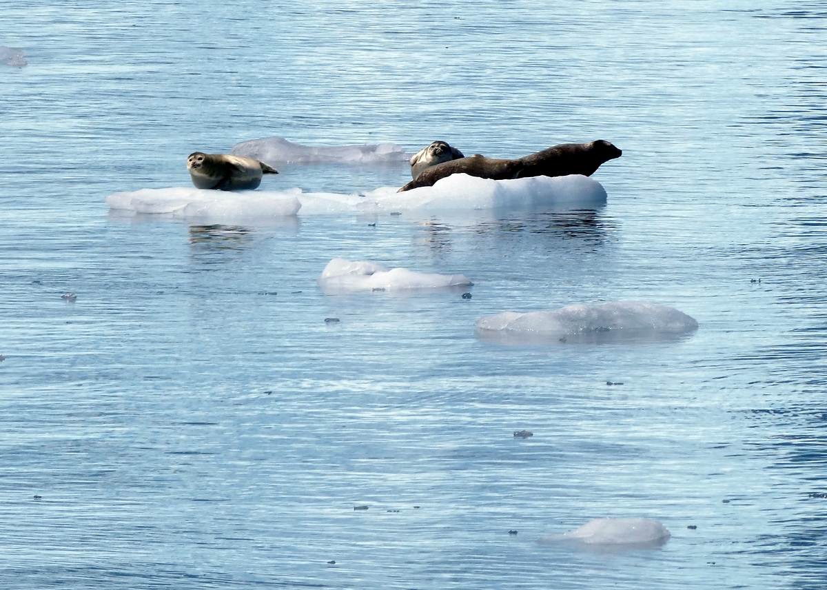 Seals everywhere