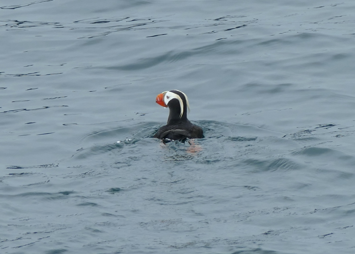 Puffins