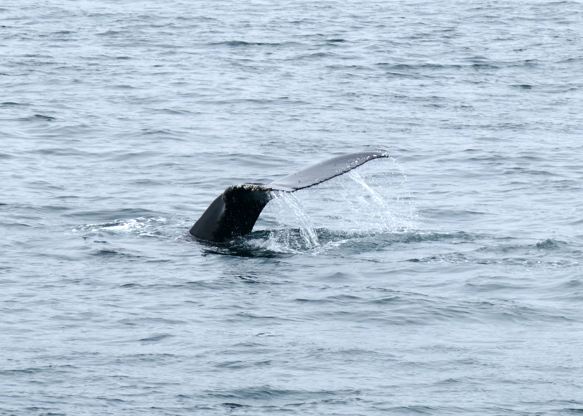 Grey whale