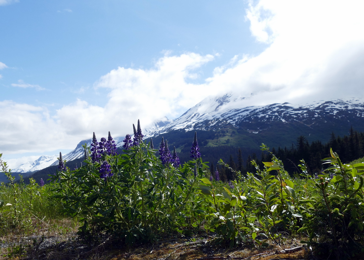 Driving the Seward Highway toward Anchorage