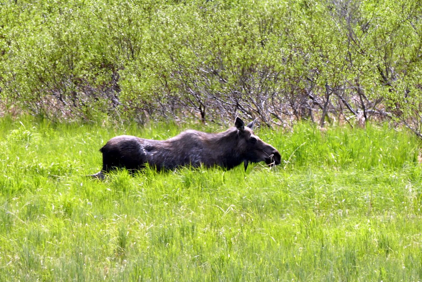 Moose sighting just off the road