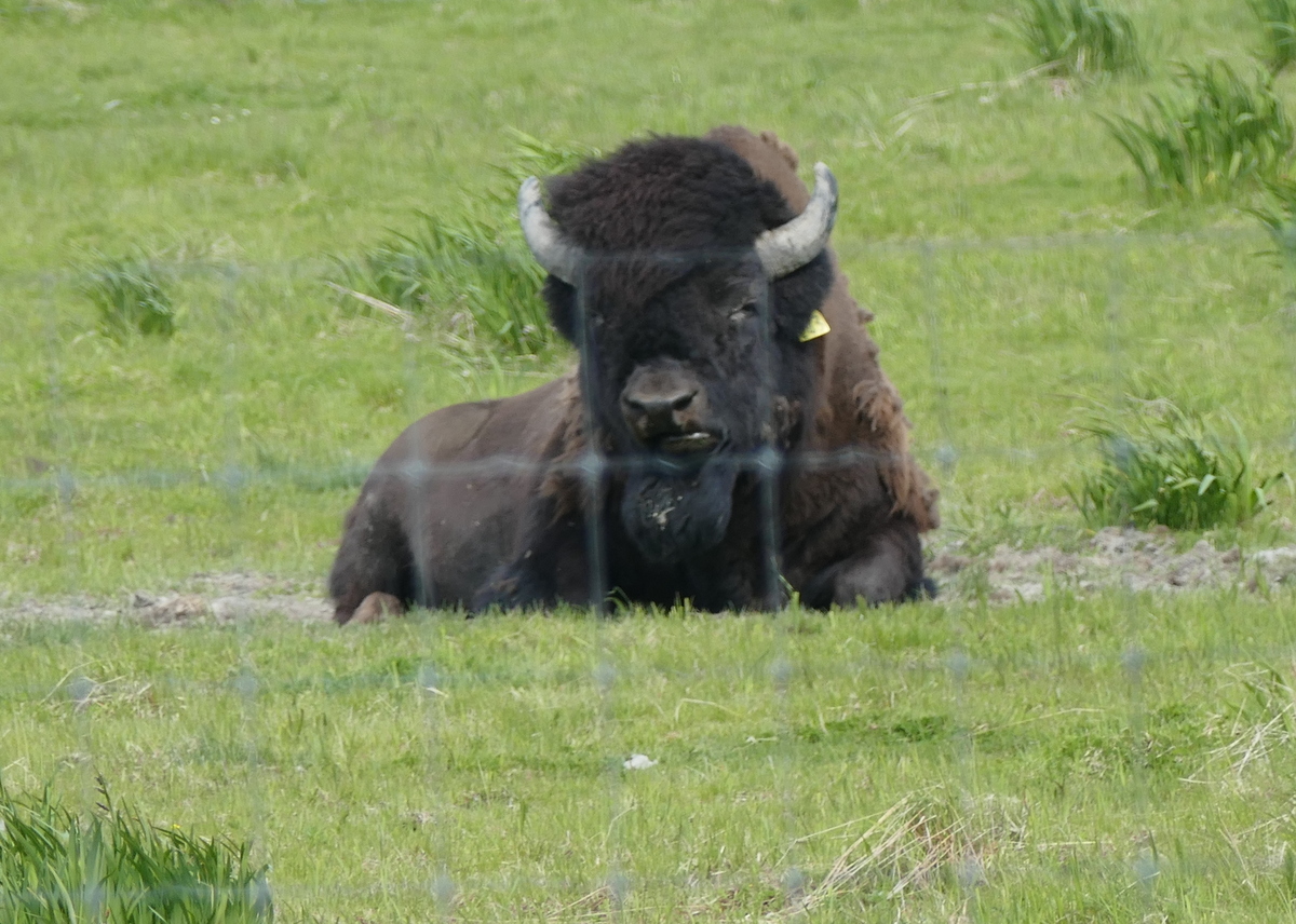 Bison