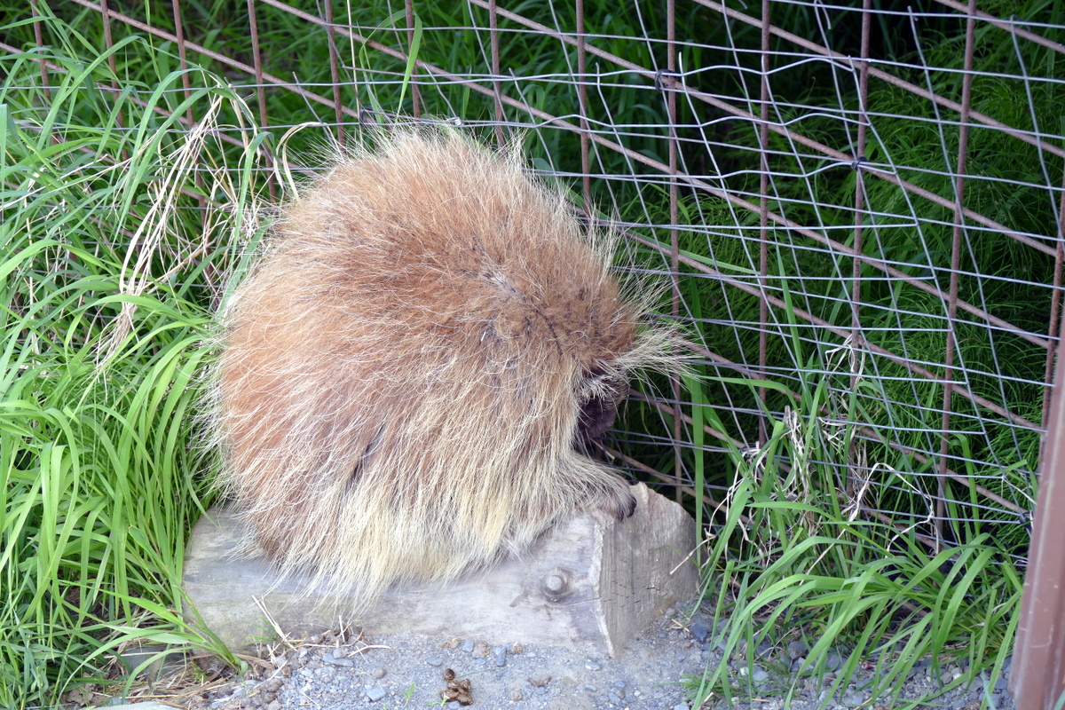 Porcupine