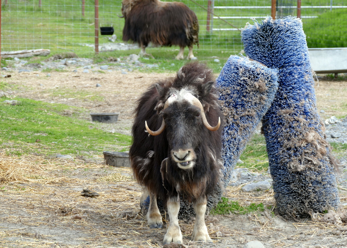 Muskox