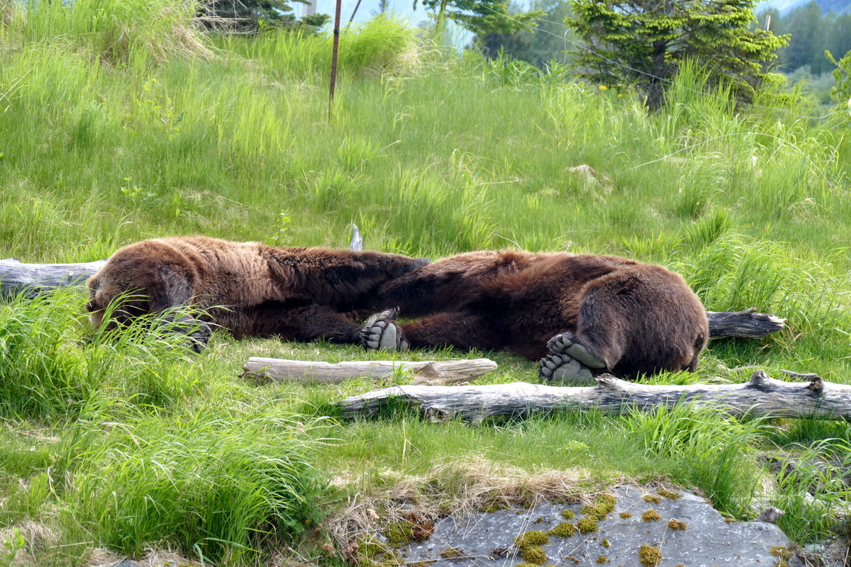 2 Grizzly Bears