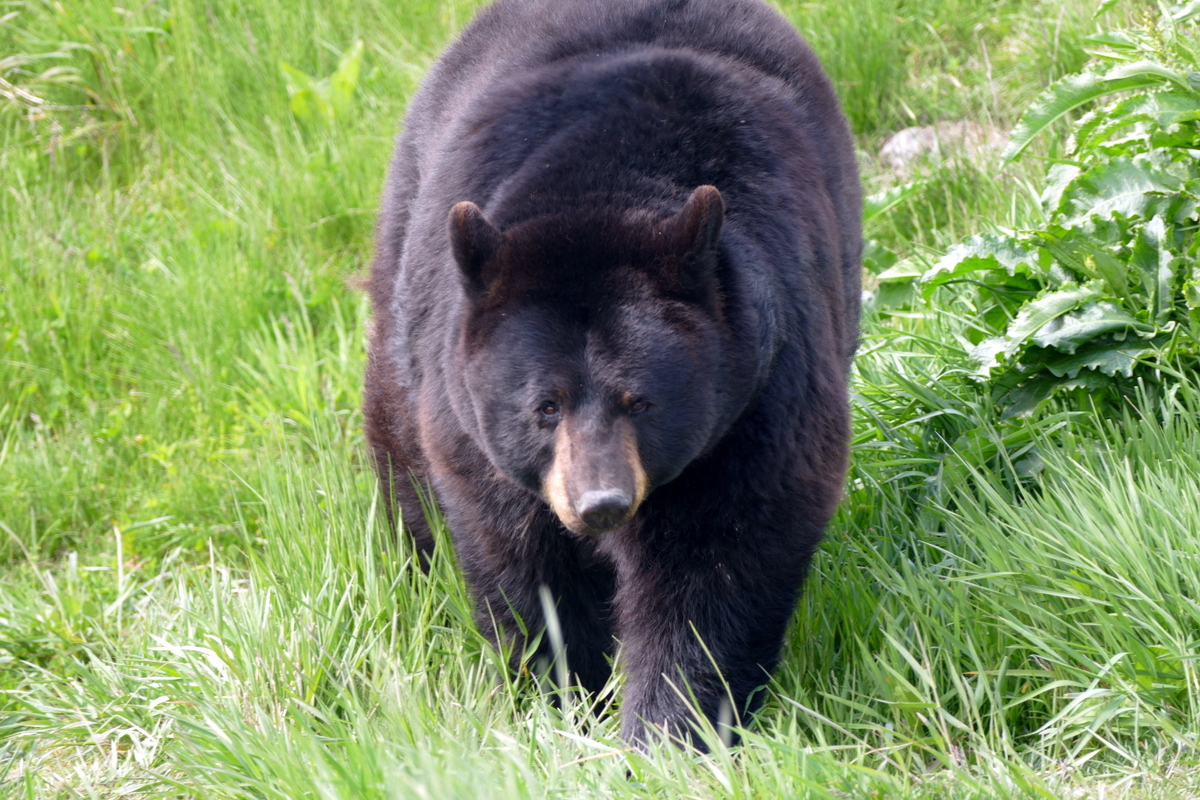 Black Bear