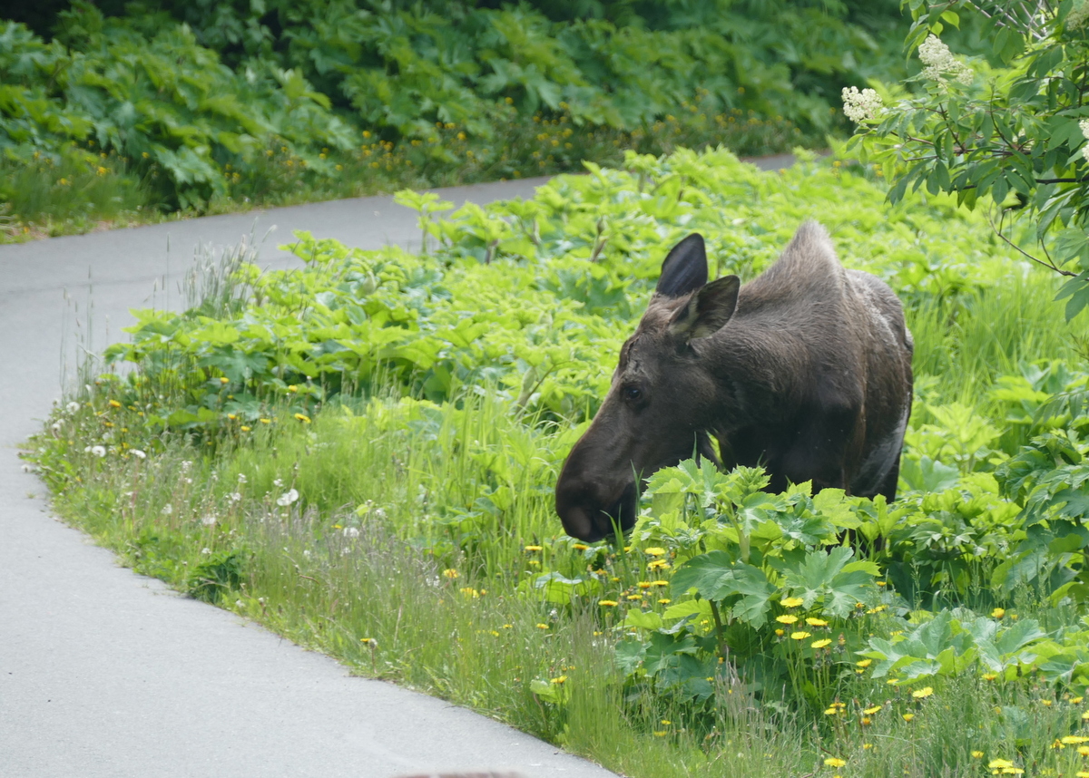 Gotta wait for the Moose on the Tony Knowles - UGH!