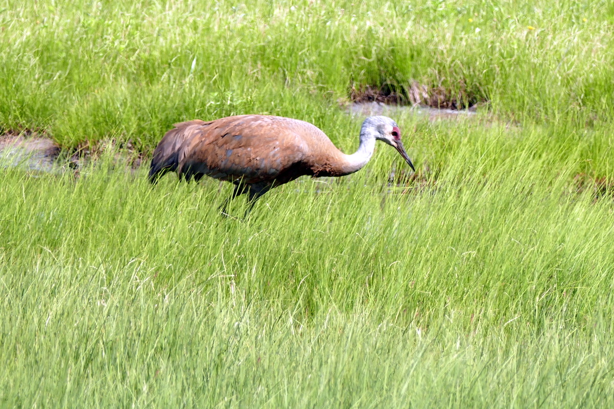 Sandhill Crane (Geoff knew what the were)