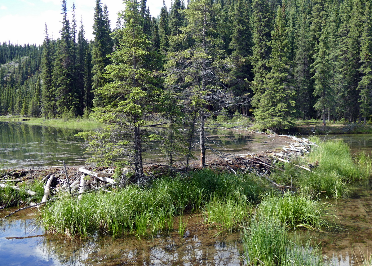 Beaver damn on hike near the entrance