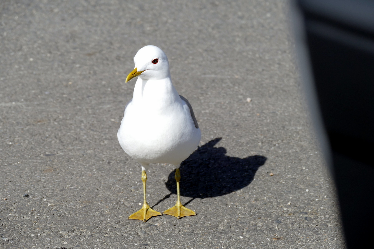 This guy sat on our hood for 30 minutes while we napped.