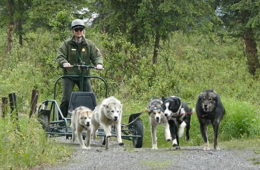 Dog sledding in the summer