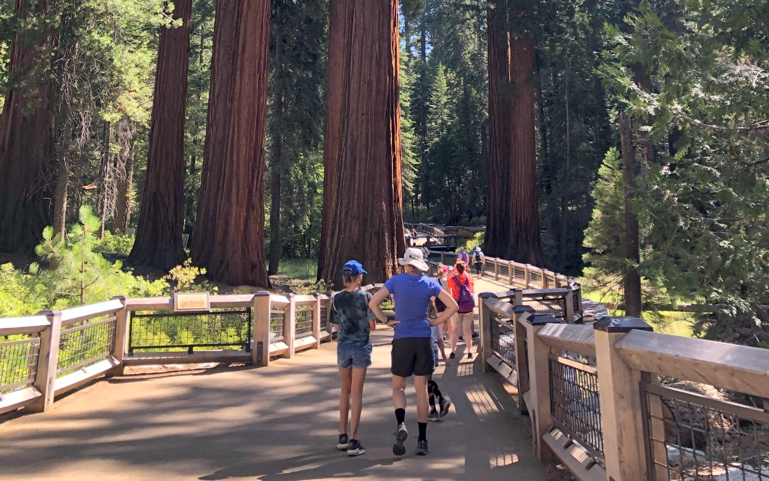 Day 3 - Mariposa Grove