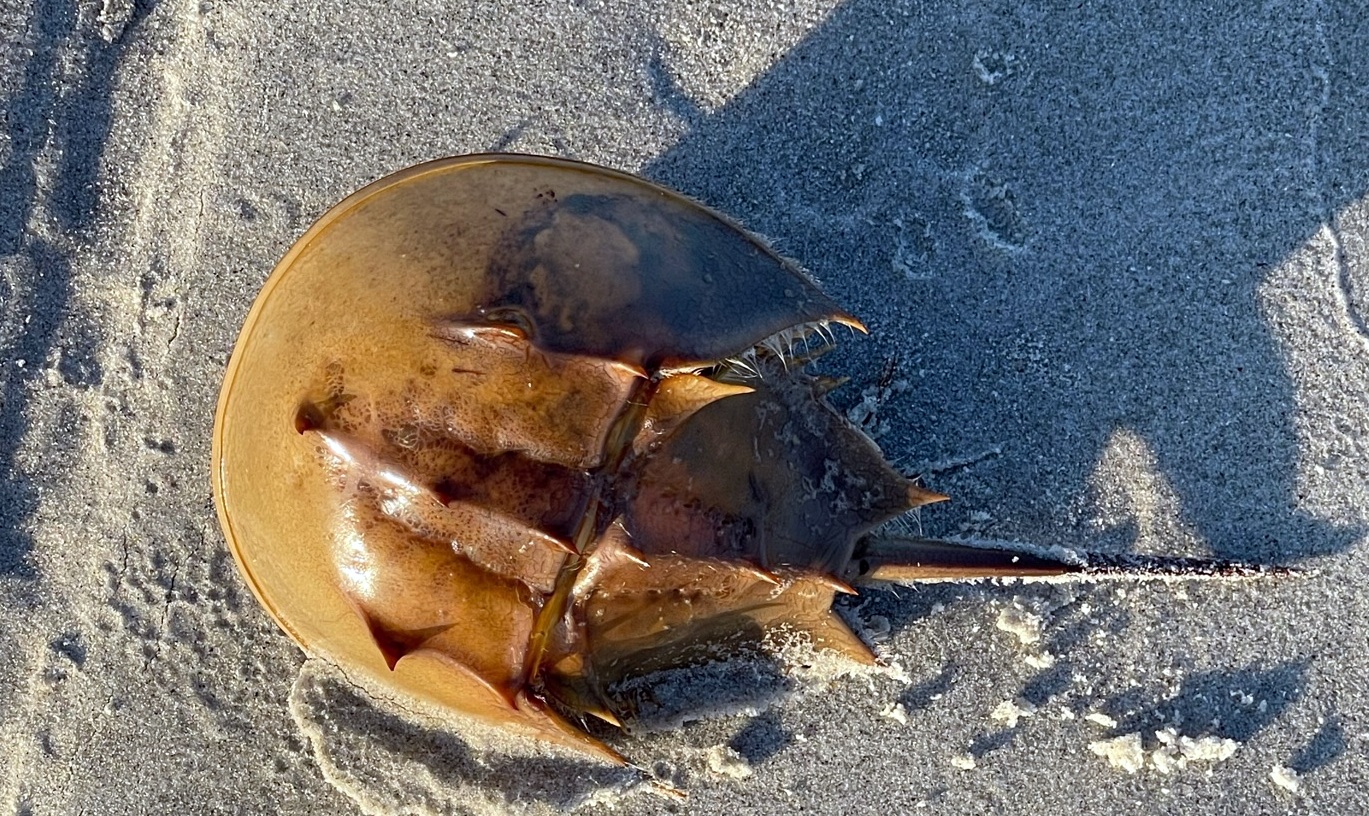 Horseshoe Crab