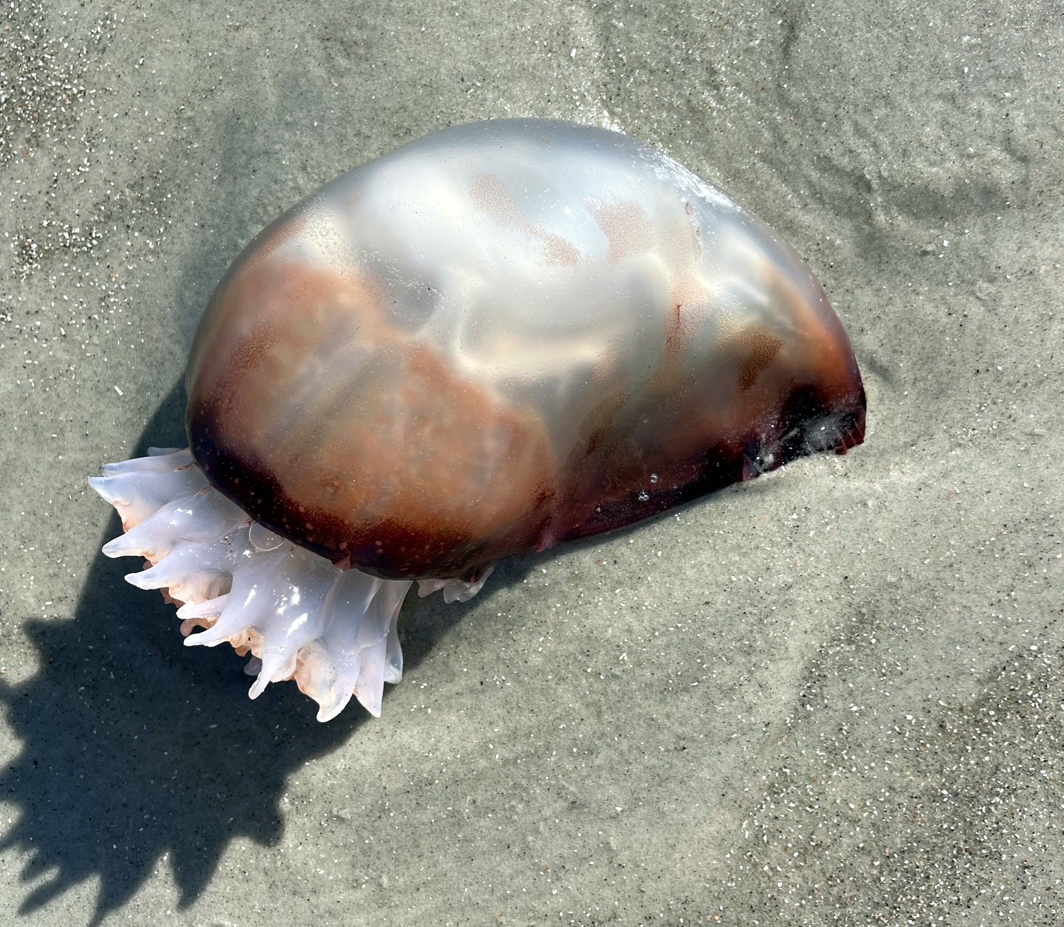 Cannonball jellyfish