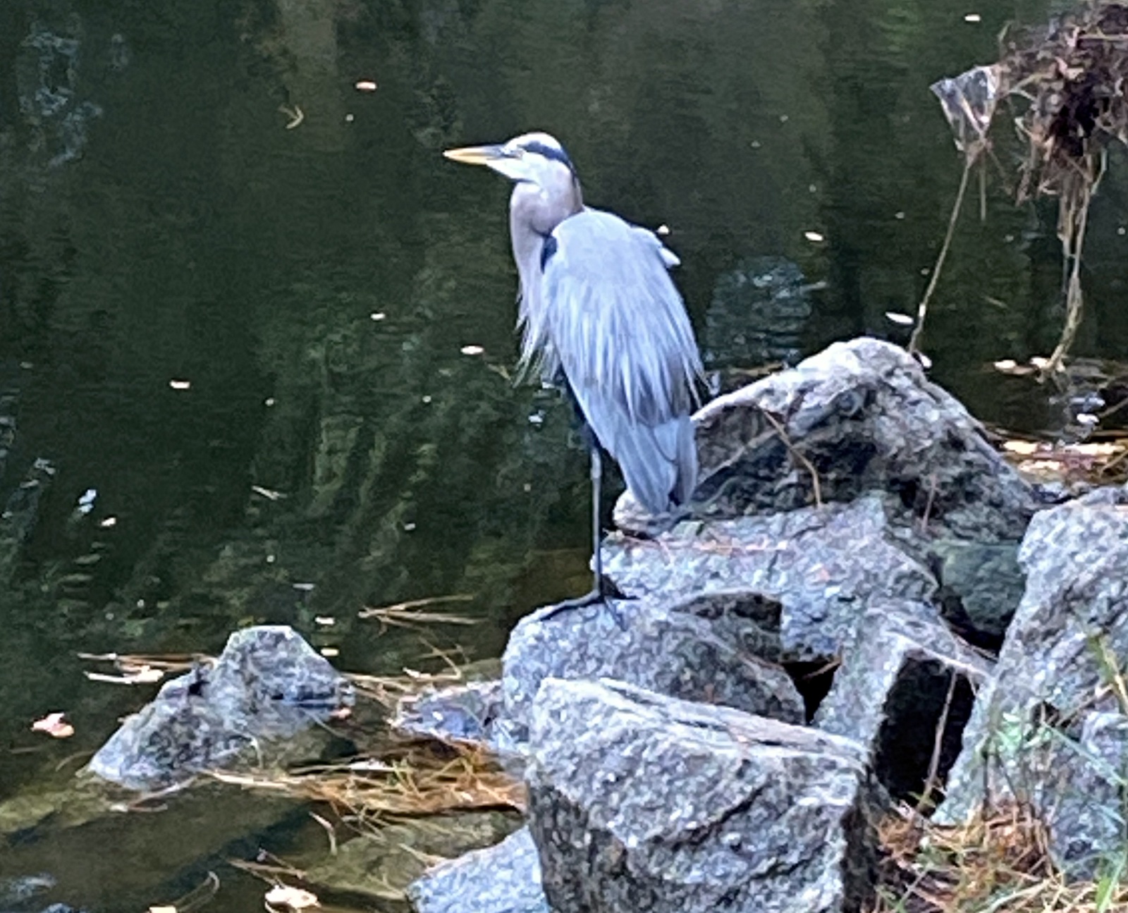 Great Blue Heron