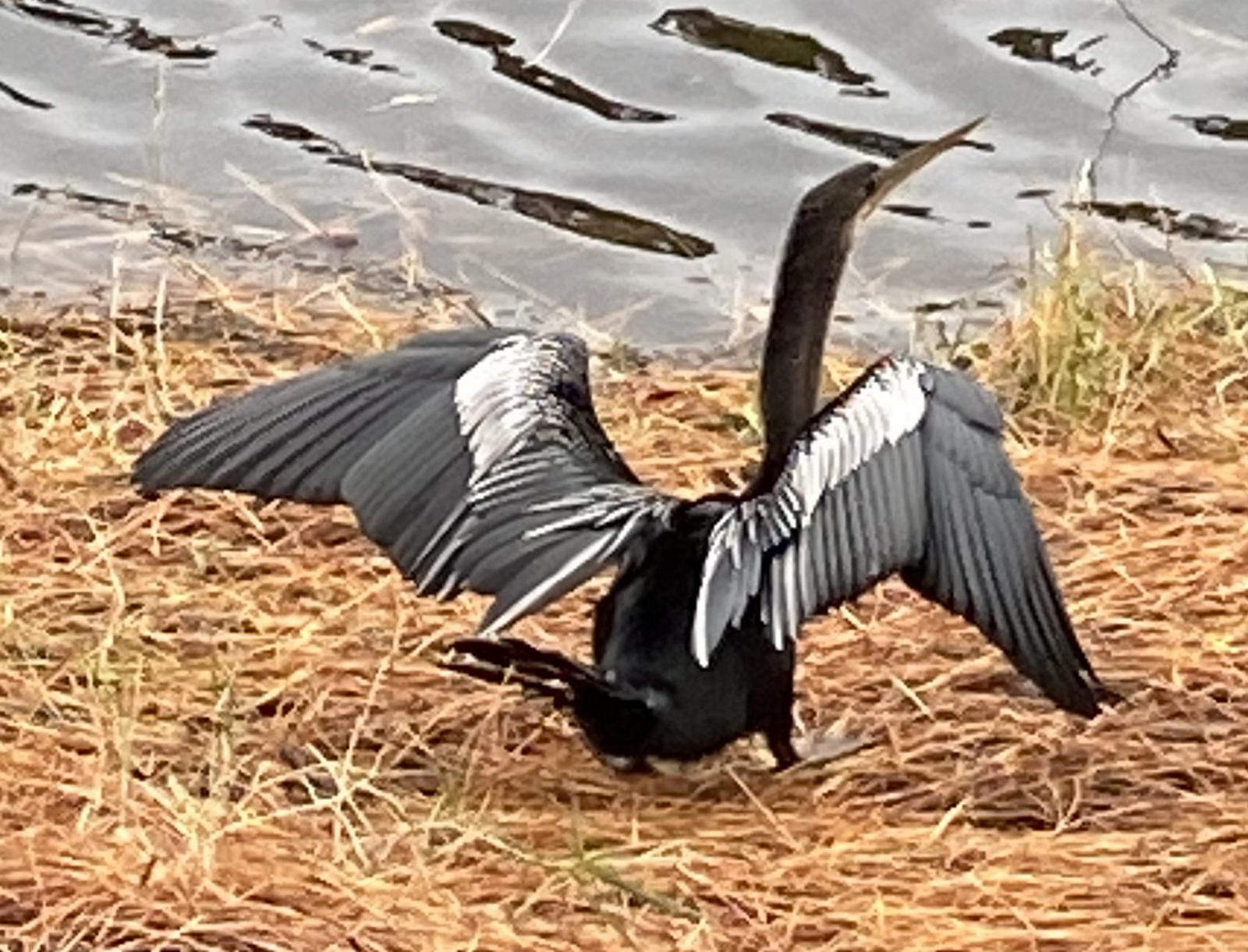 Anhinga