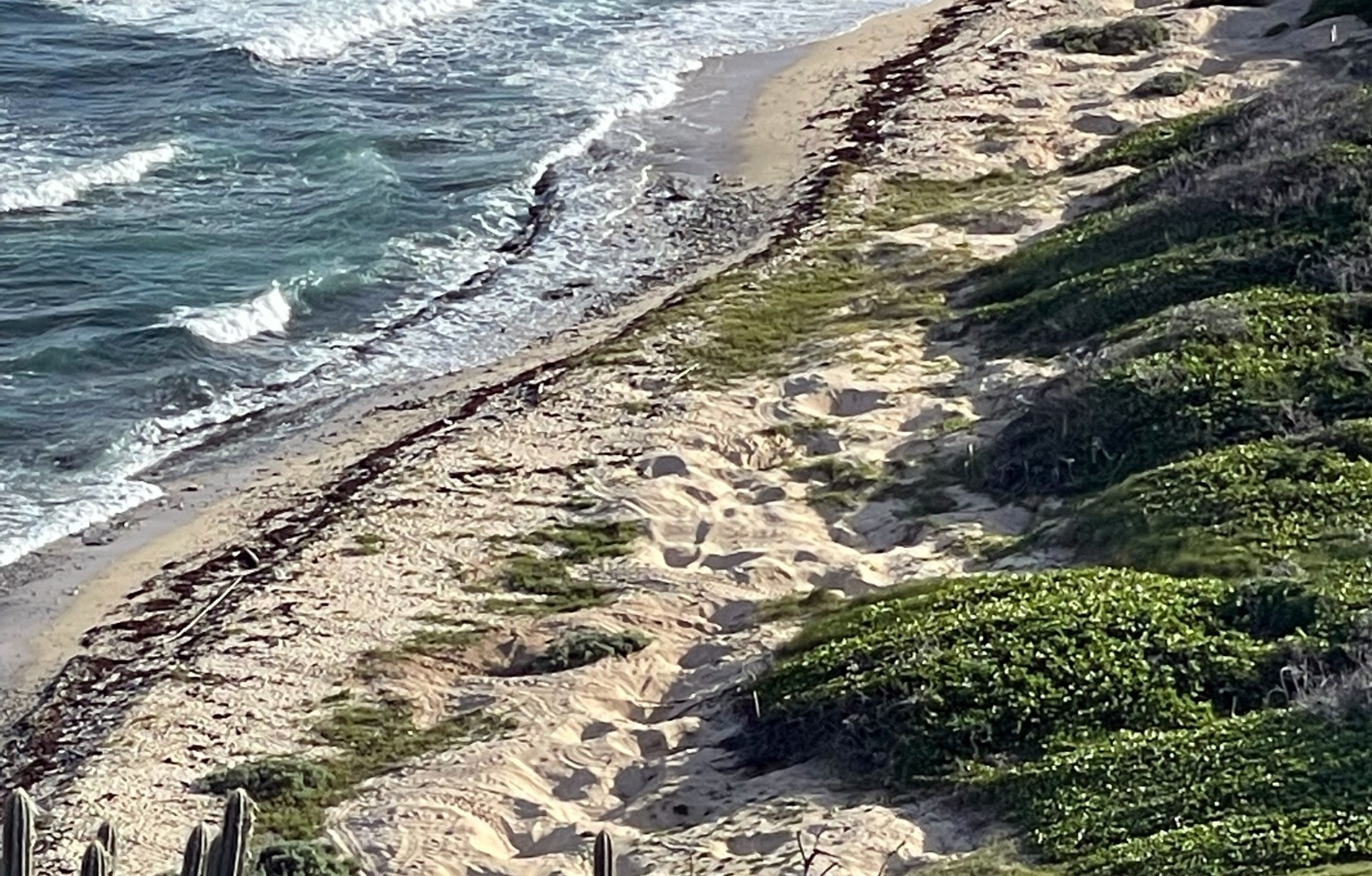 Turtle nests