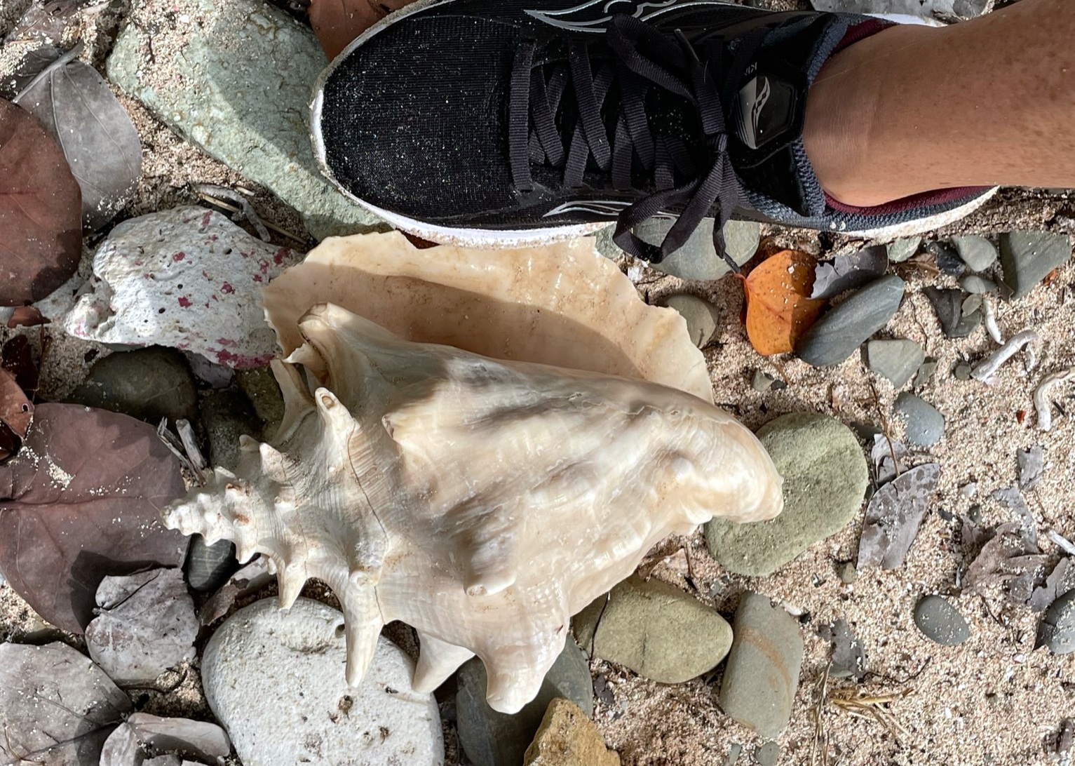 Giant Conch Shell