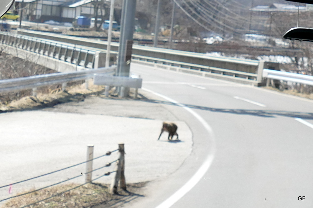 Macaque Monkeys from the bus