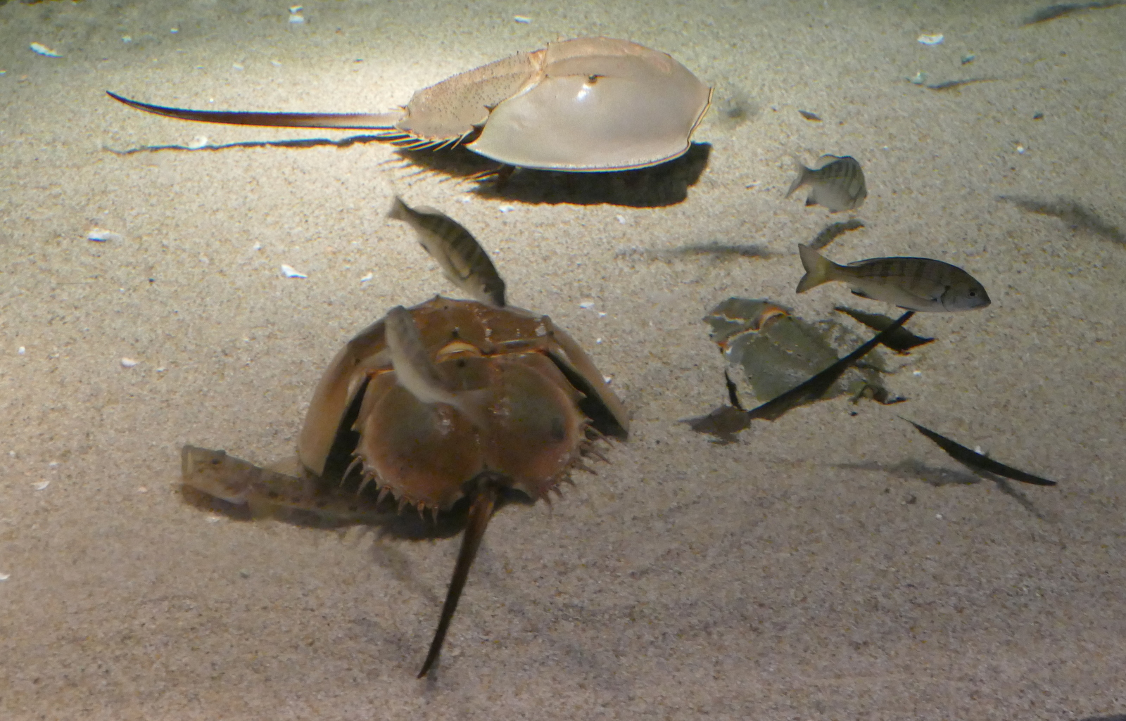 Horseshoe Crabs in the Aquarium