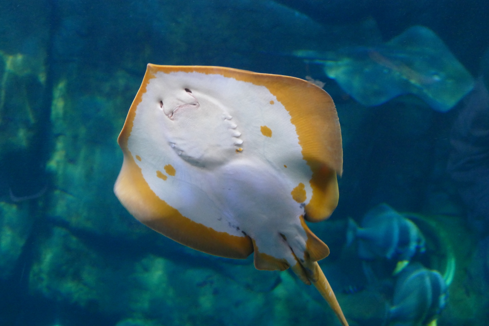 Stingray