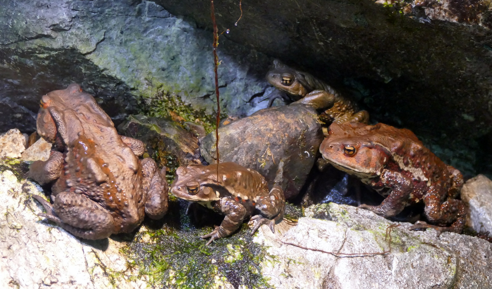 Common Japanese Toad
