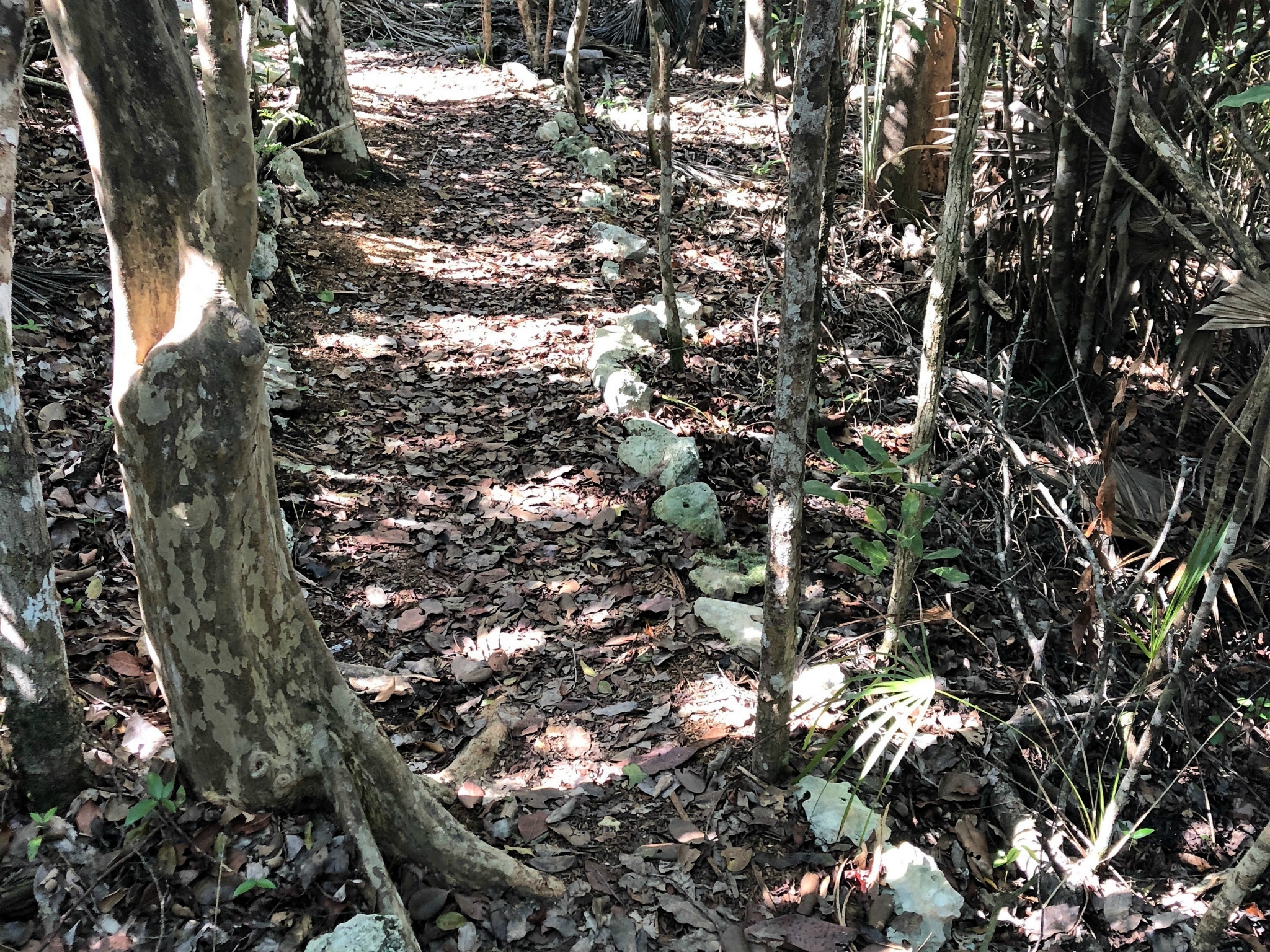 This sort of trail was 90% of the park. VERY native jungle