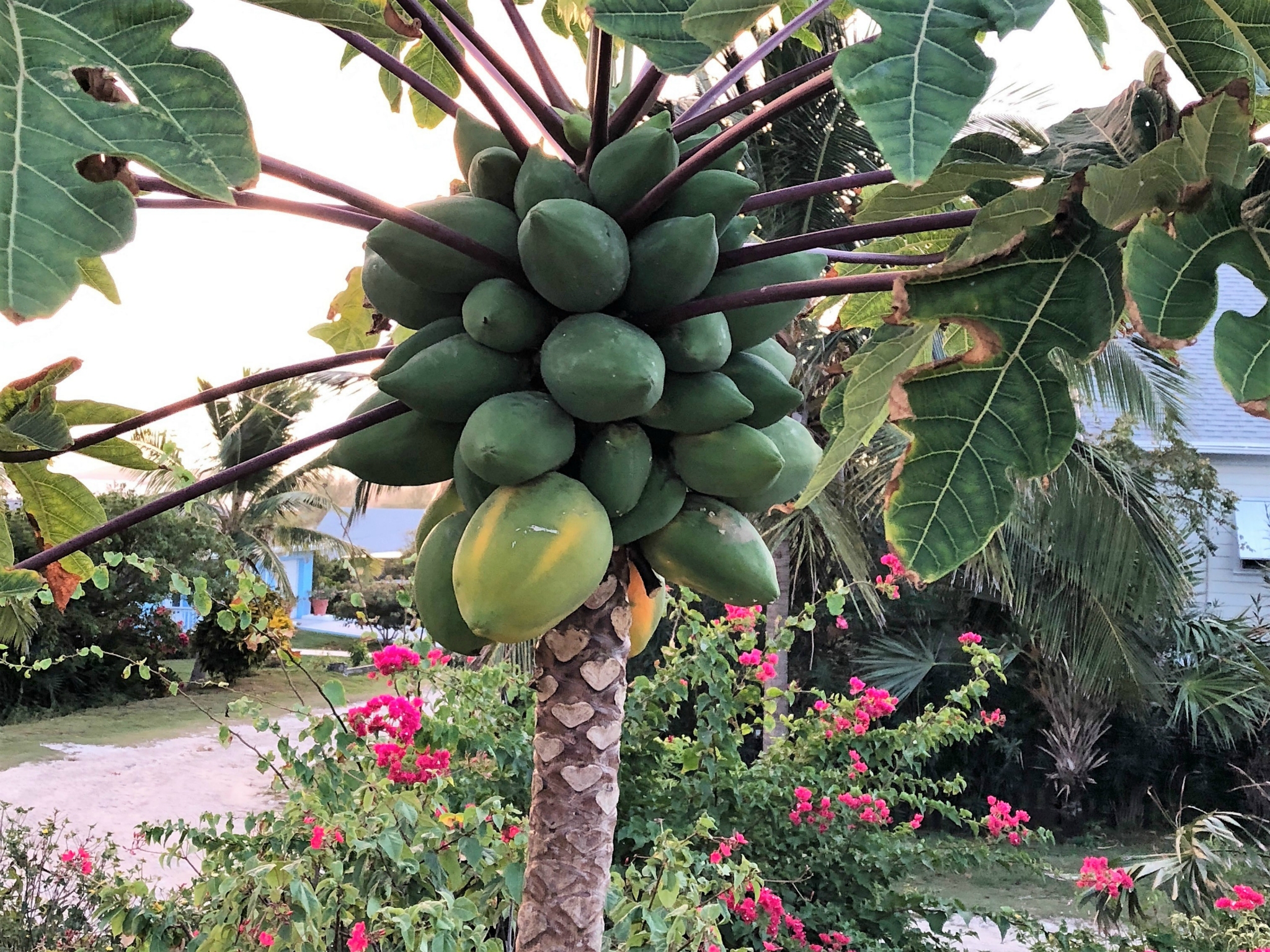 Papayas growing out front.