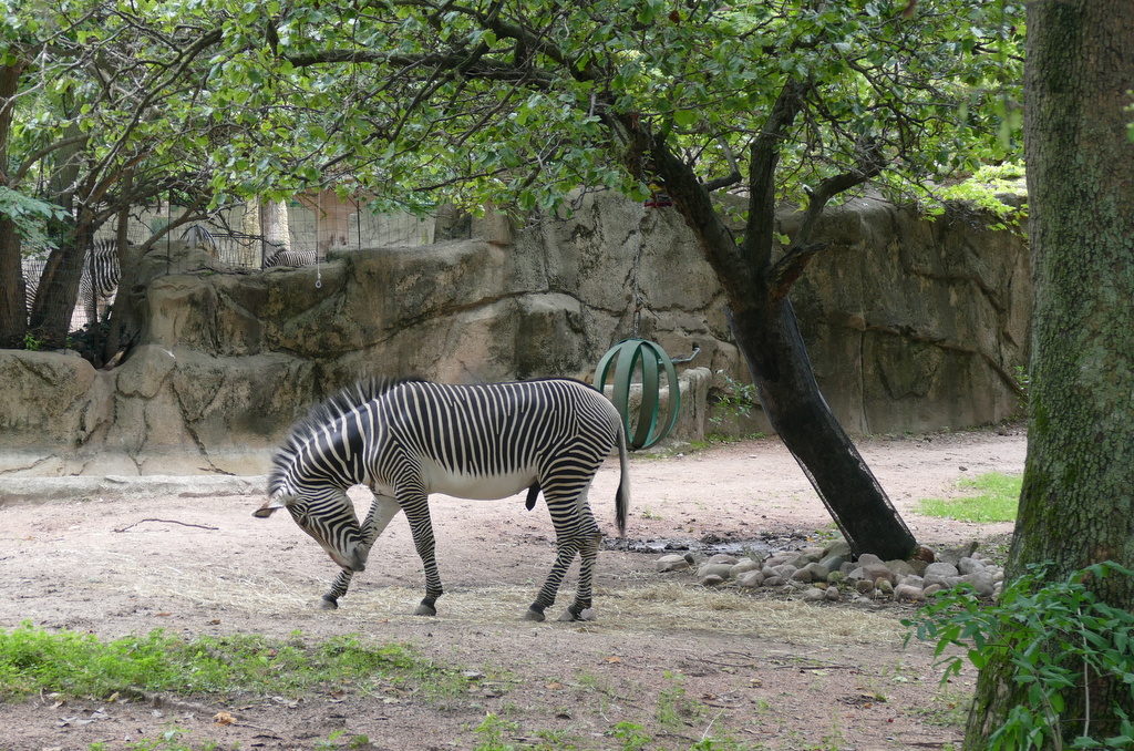 Walk through Lincoln Park Zoo