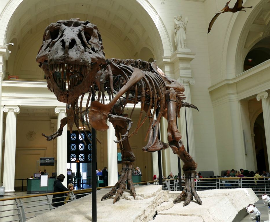 Sue the T-Rex, biggest and best preserved of all T-Rexs.