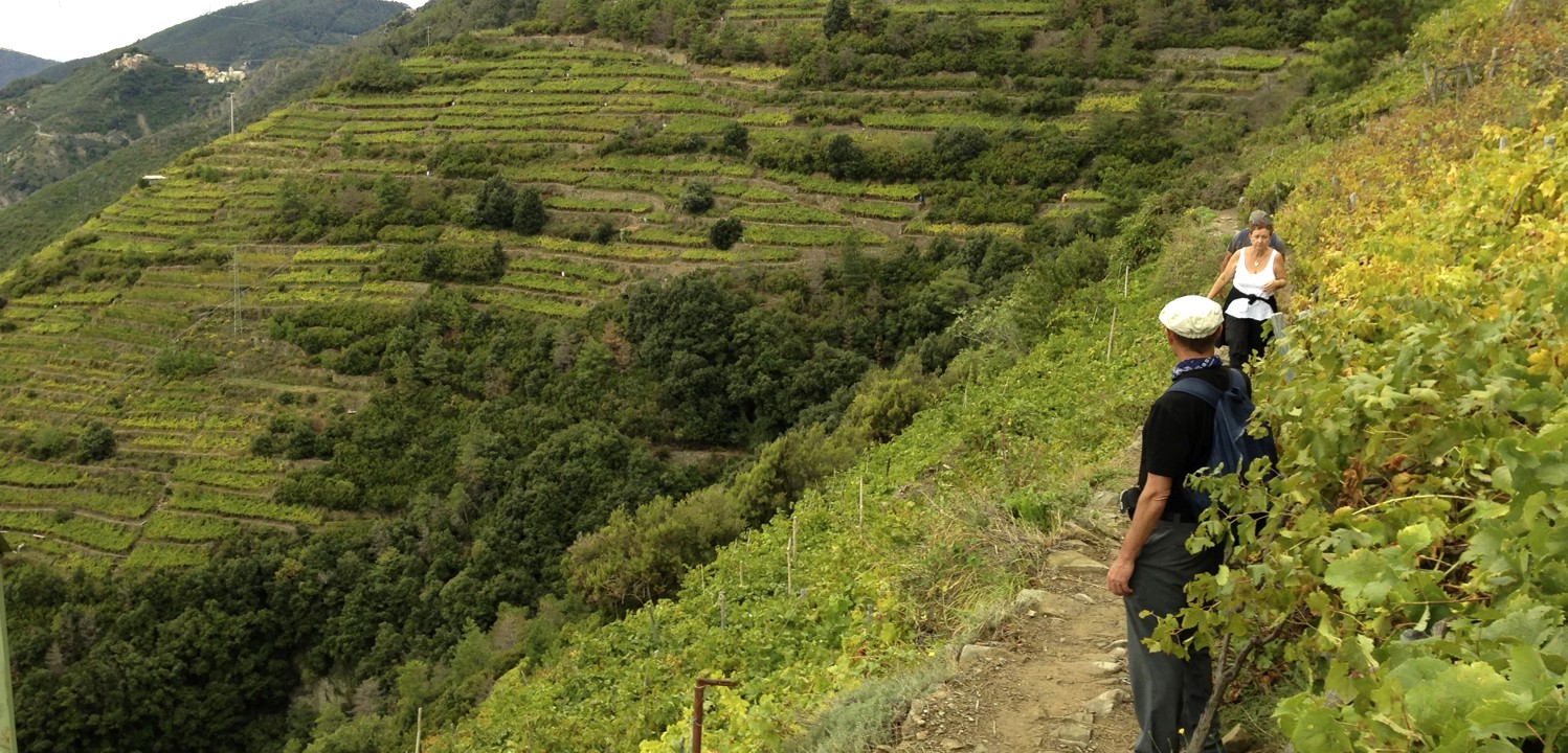 We walked through several vineyards on the hillsides.