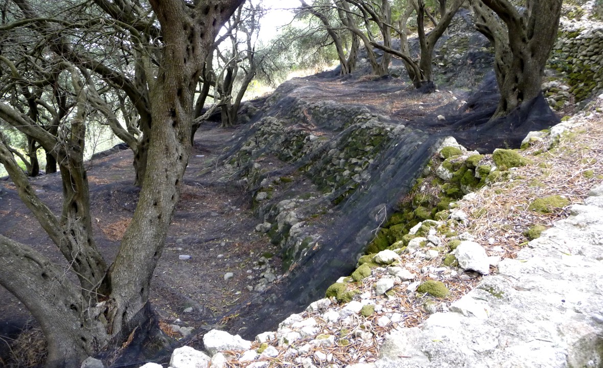 There are over 3 million olive trees on this island