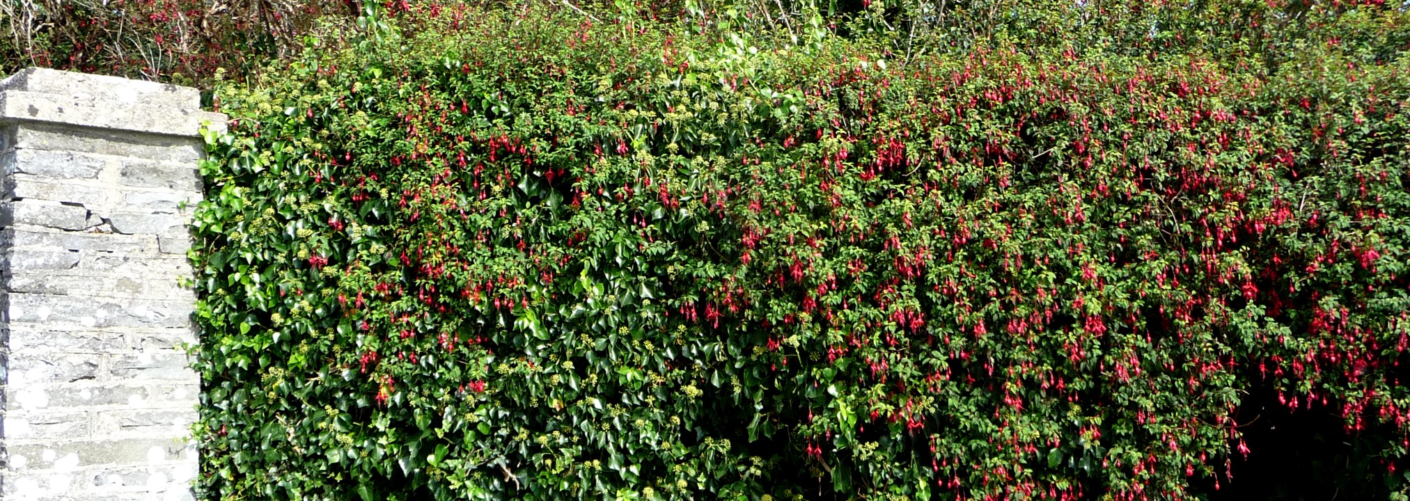 Wild fuchsias lined the roadside everywhere