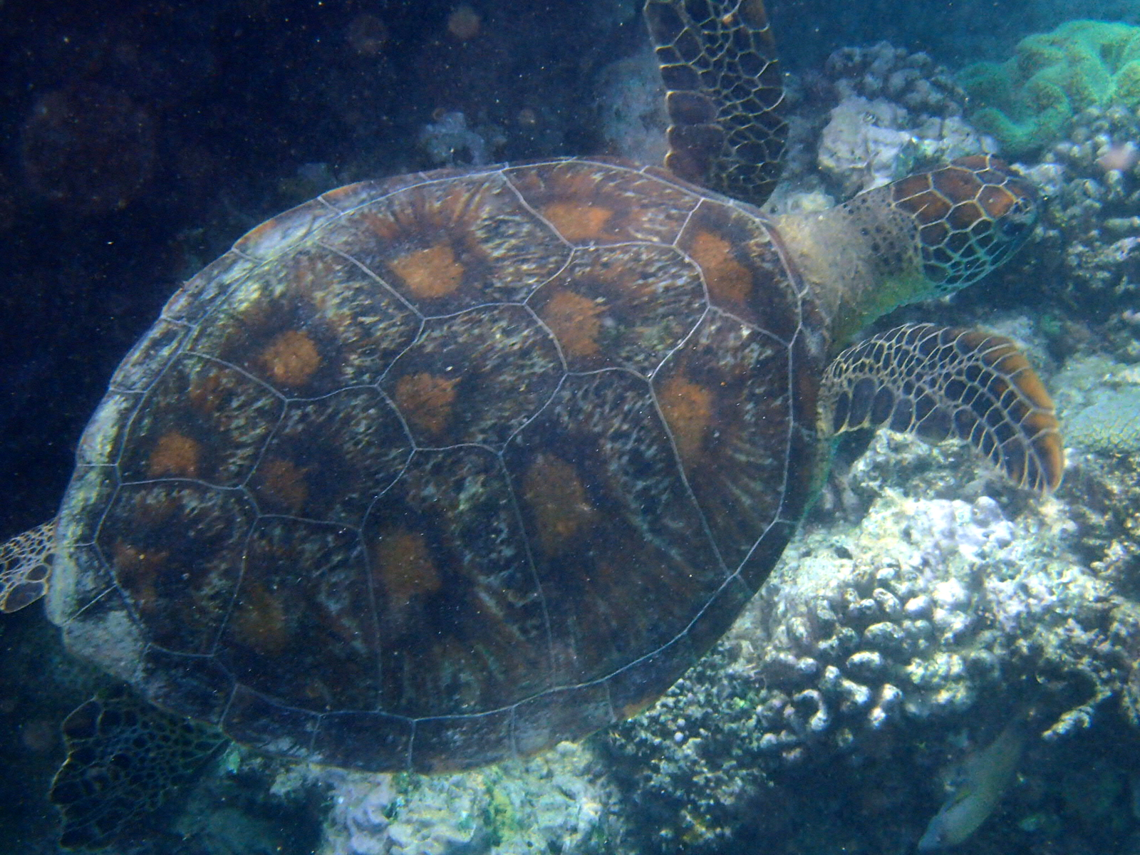 A very brief encounter with a sea turtle. 