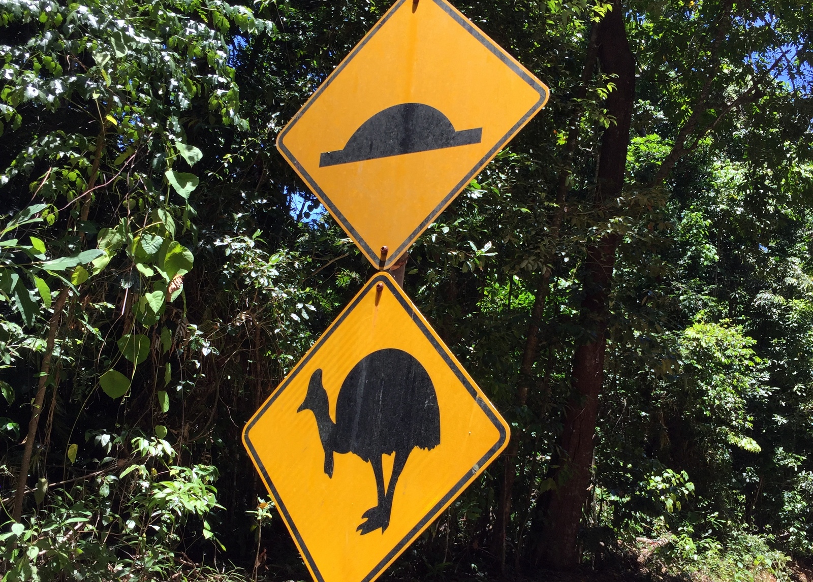 But we would have loved to see a wild Cassowary, from the car window of course.