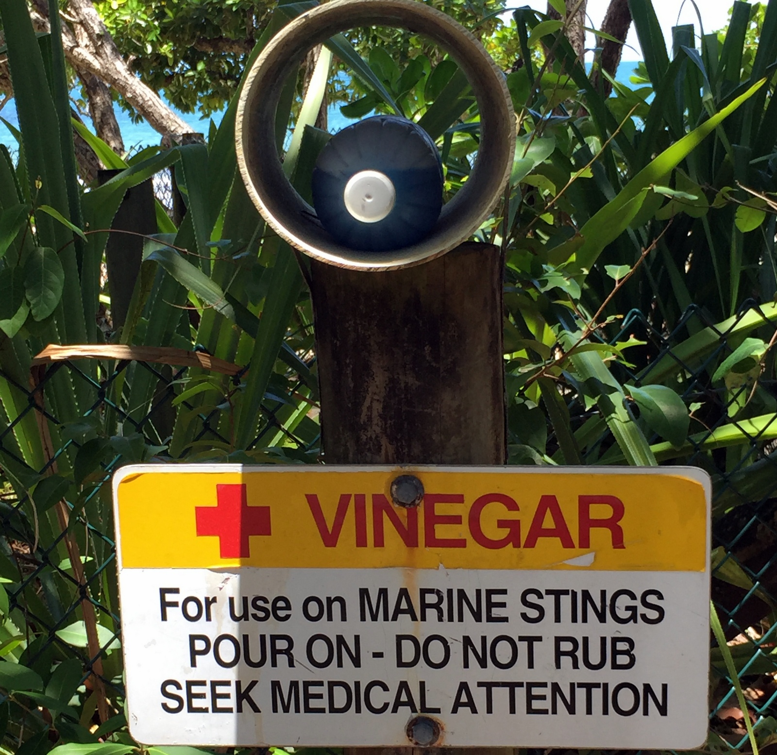 If you get stung by Box Jellies, douse yourself in vinegar, then go to the hospital